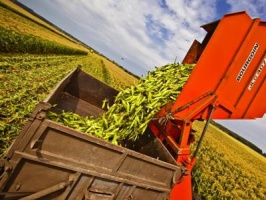 Прокуратура Житомирщини підозрює директора агропідприємства у заволодінні 2,4 млн грн грошових коштів Державної продовольчо-зернової корпорації