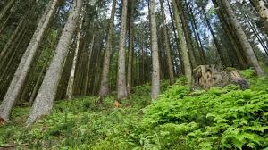 Вирубка лісів призводить до зникнення диких тварин і рідкісних рослин