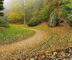 Судитимуть «чорного лісоруба», що знищив 145 дубів