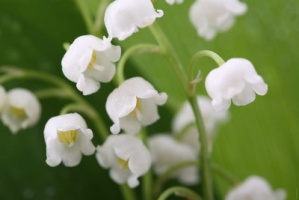 «Першоцвіт-2019» захищає Червону книгу України