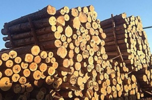 На Одещині поліція викрила схему незаконного експорту лісу за участі держслужбовців