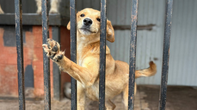 Жорстоке поводження з тваринами: адміністративна та кримінальна відповідальність