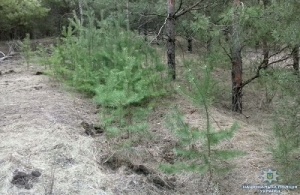 Крадія молоденьких сосен дільничний викрив «на гарячому»