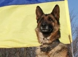 Сотні разів поліцейські пси йшли по сліду злочинців на Запоріжжі