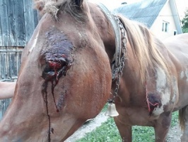 Кінь убитий жорстокістю людини